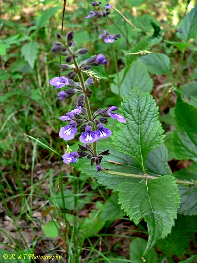 {Salvia urticifolia}